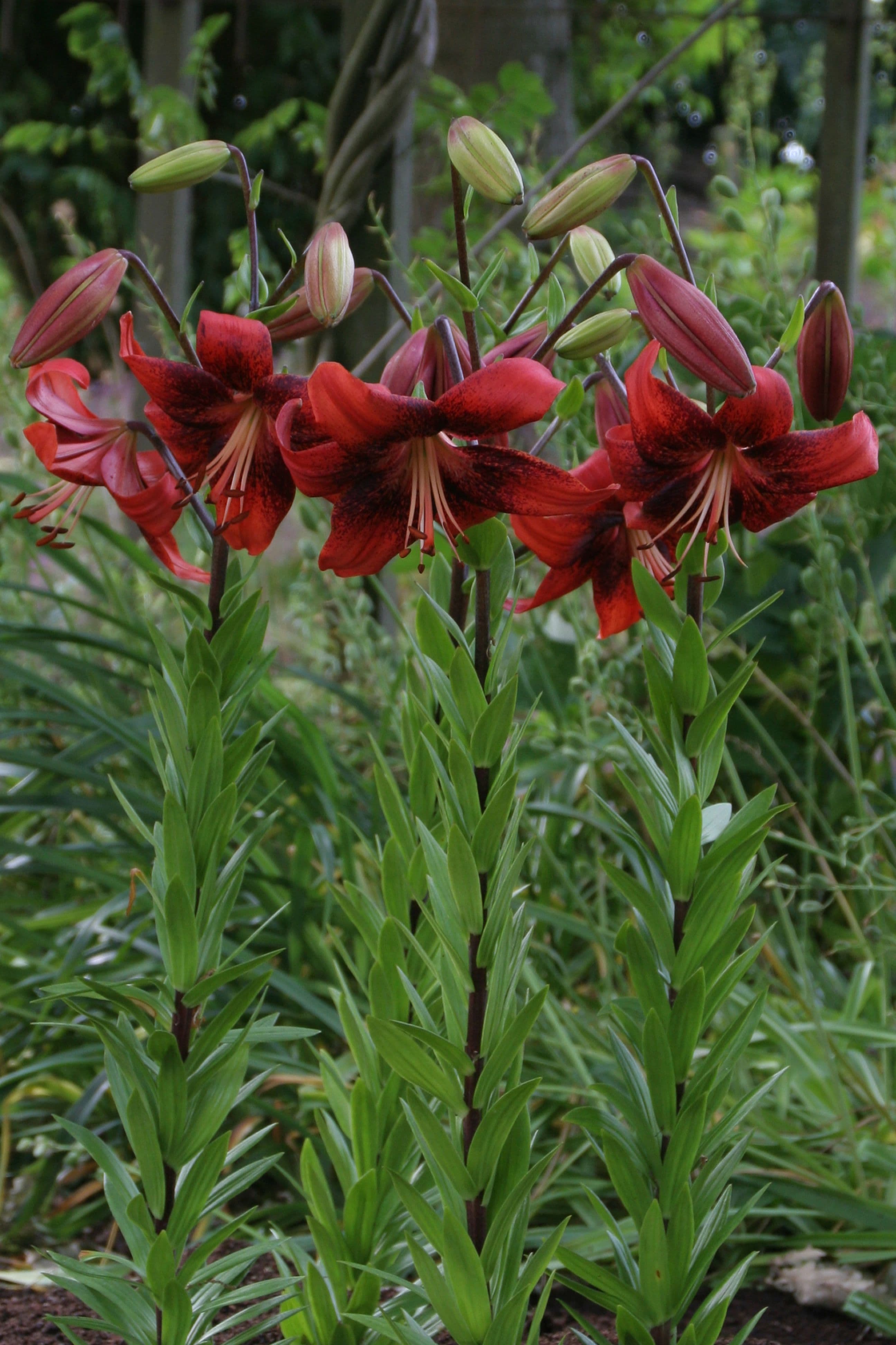 Lilium Strawberry Event