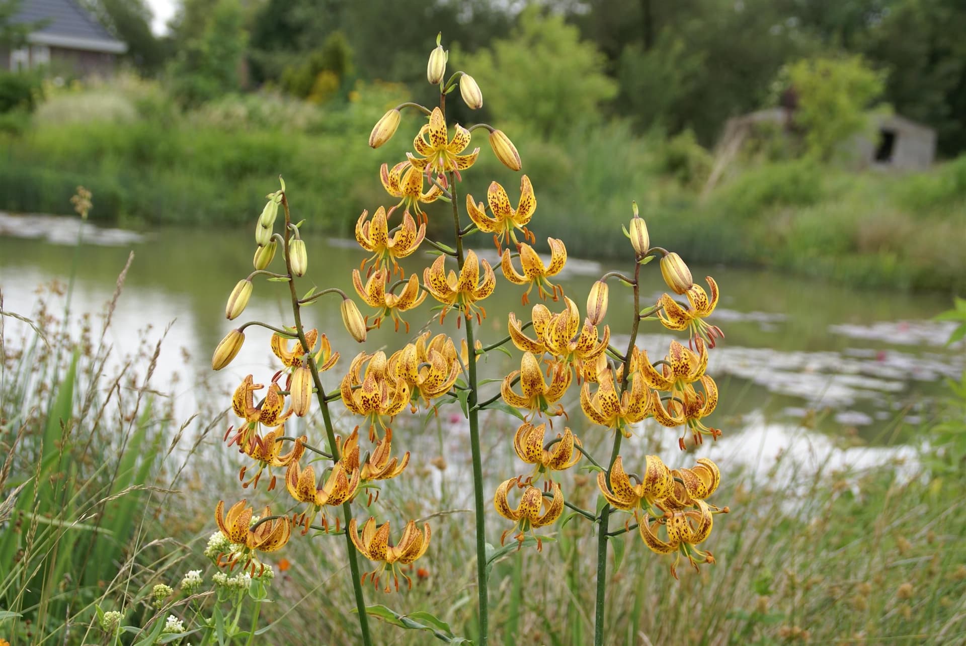 Lilium Sunny Morning (Nicotine)