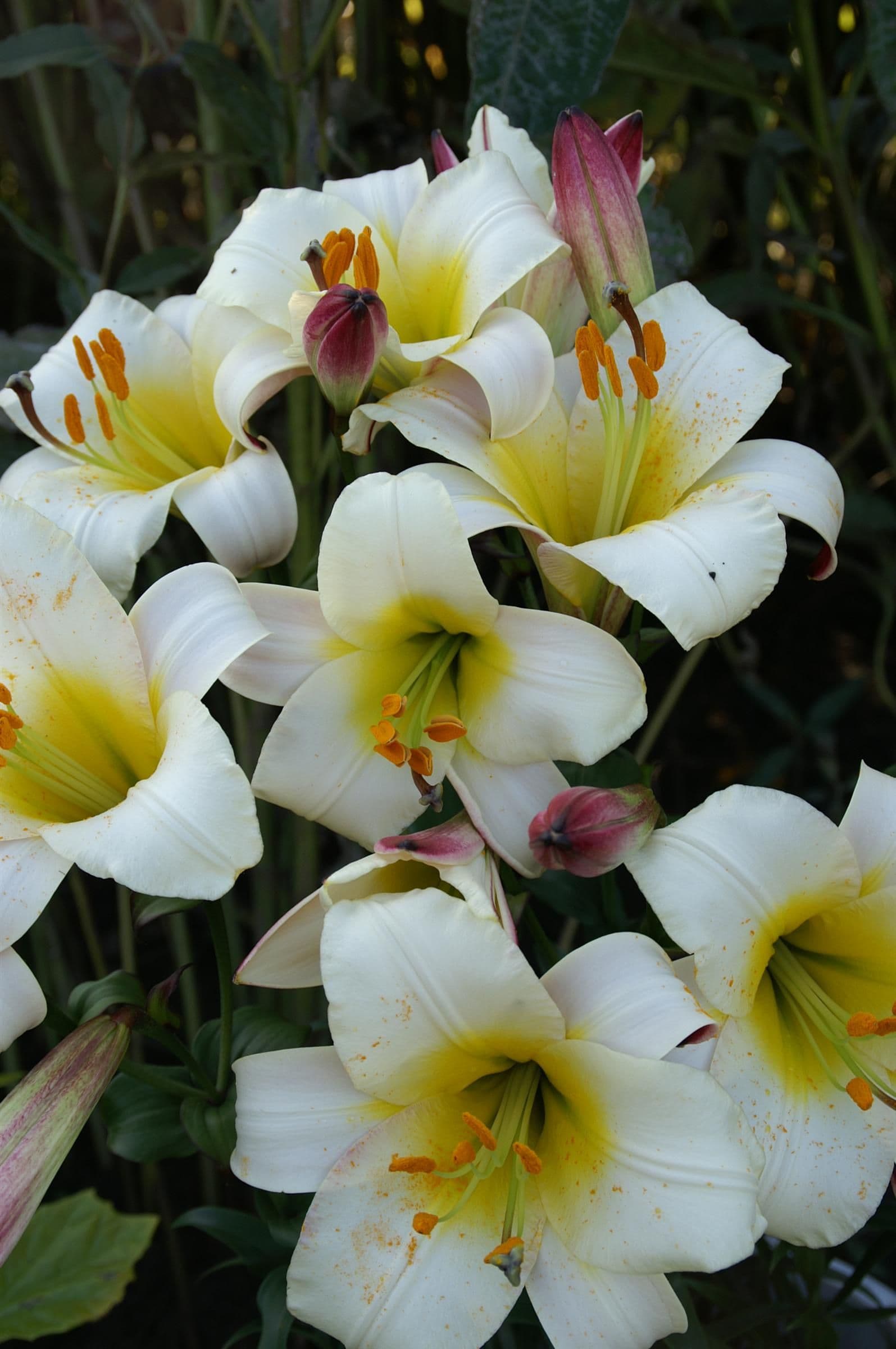 Lilium White Planet