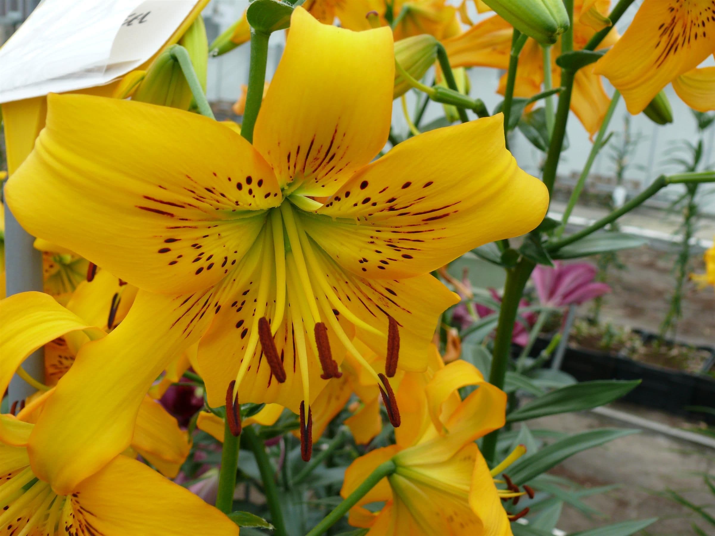 Lilium Yellow Bruse