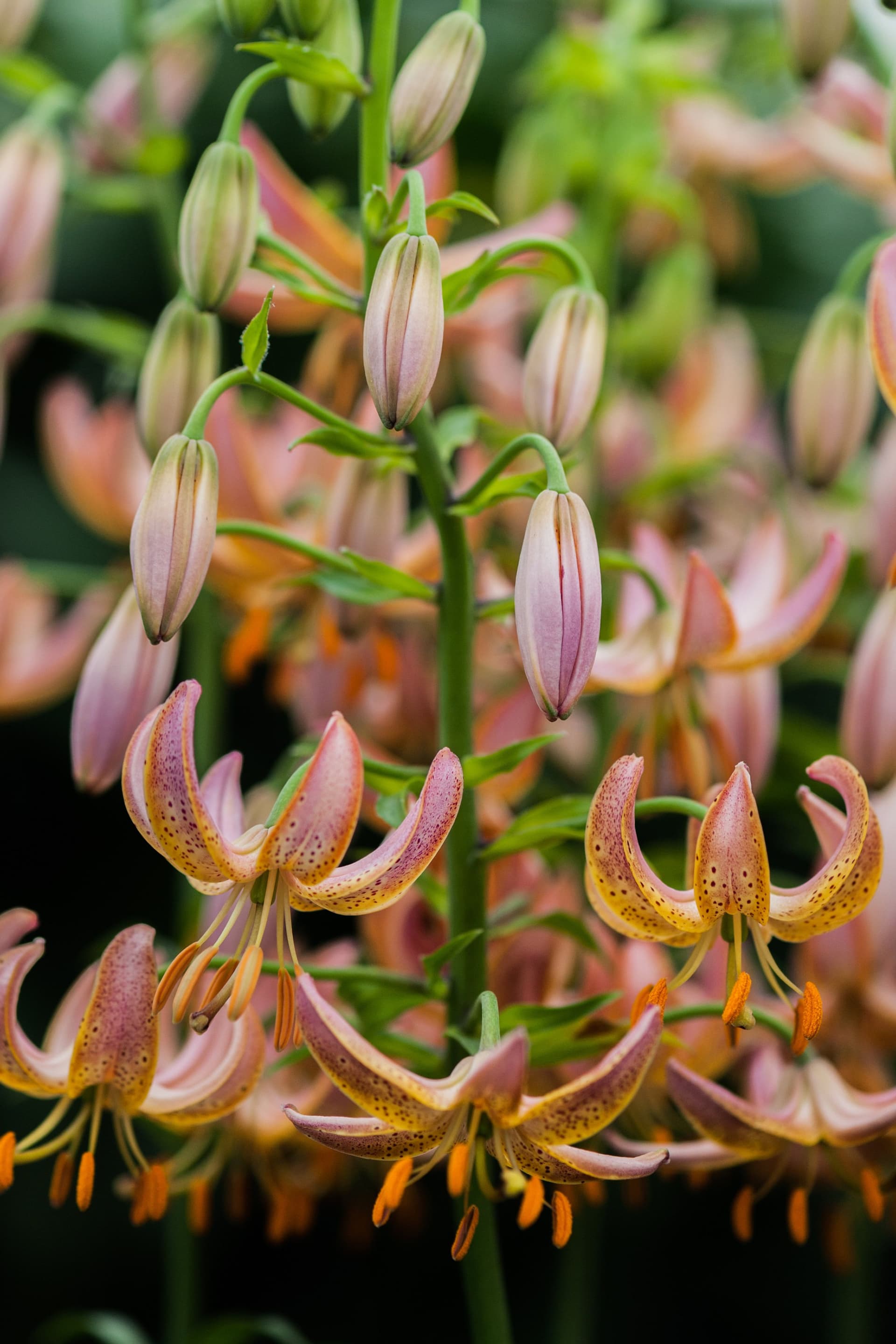 Lilium Fairy Morning