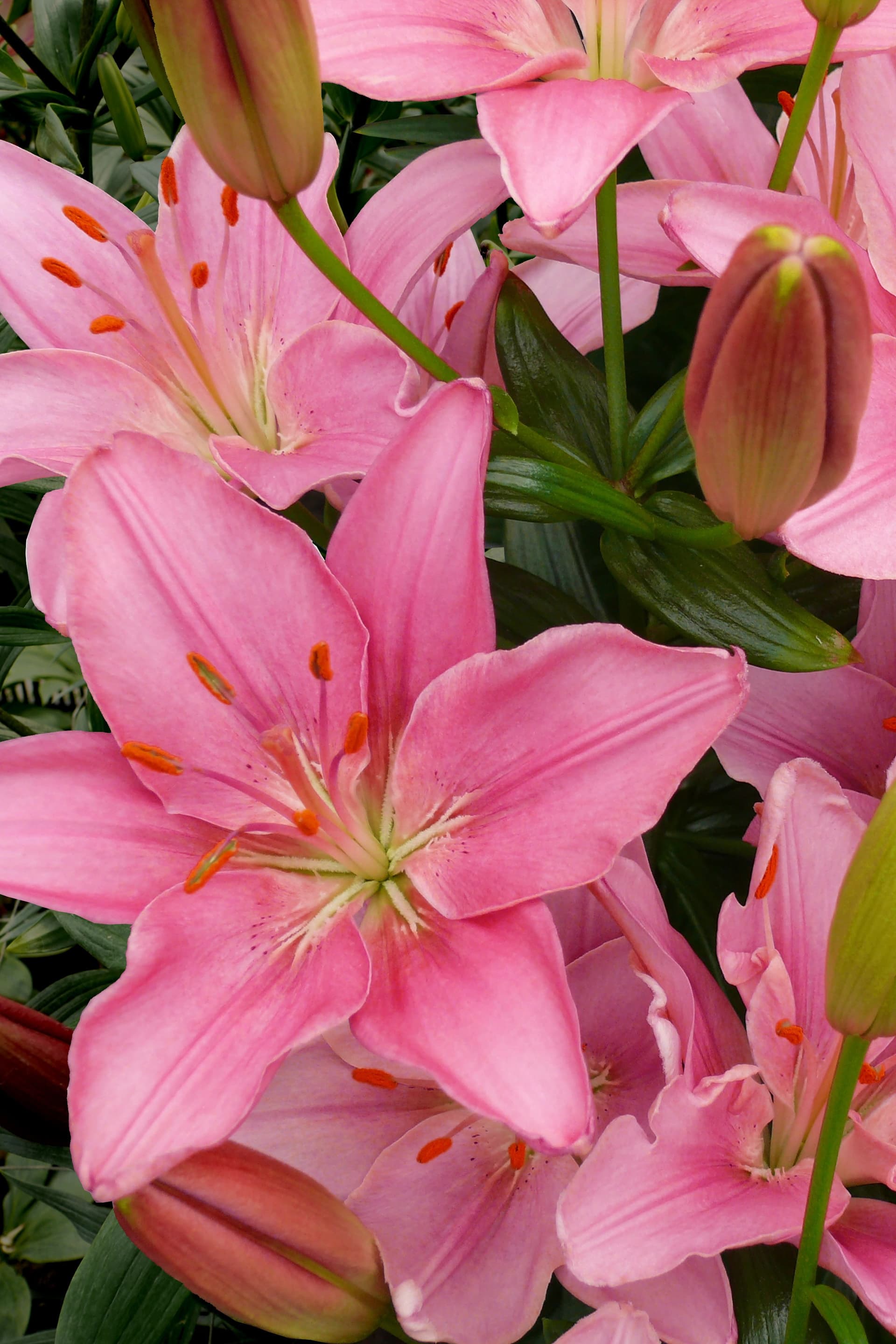Lilium Foxtrot