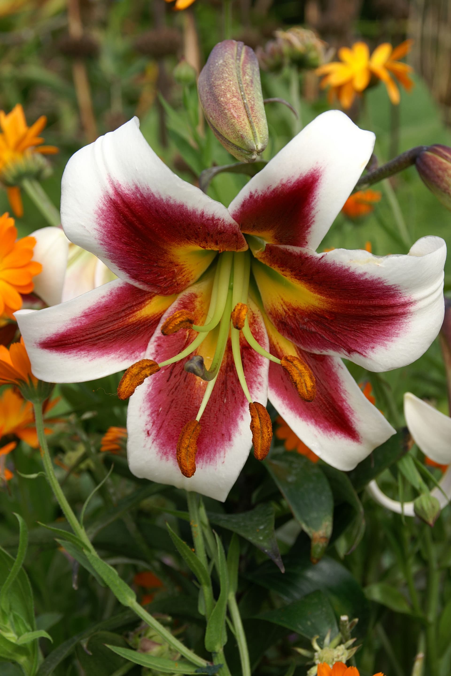 Lilium Leslie Woodriff