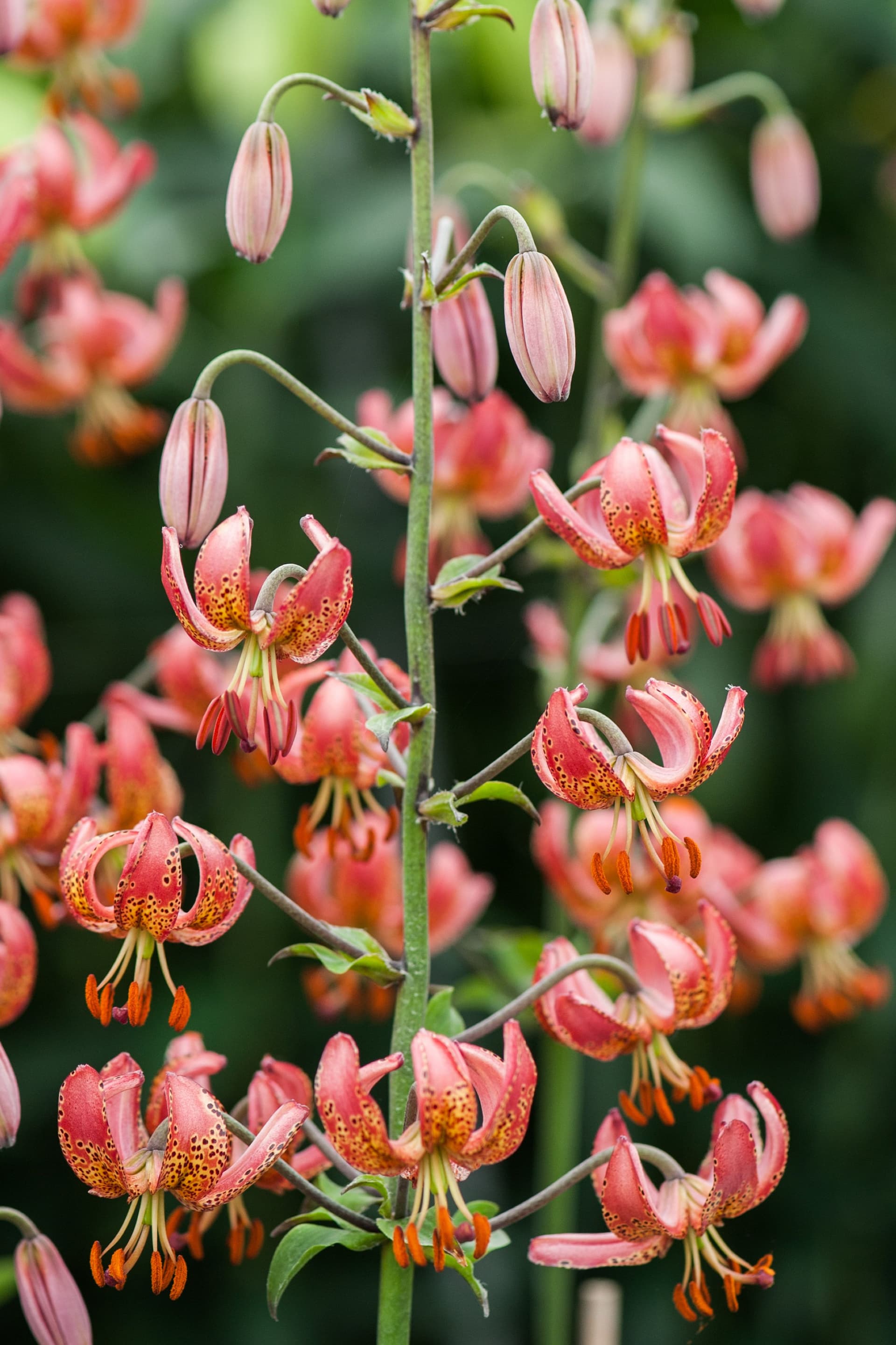 Lilium Manitoba Morning