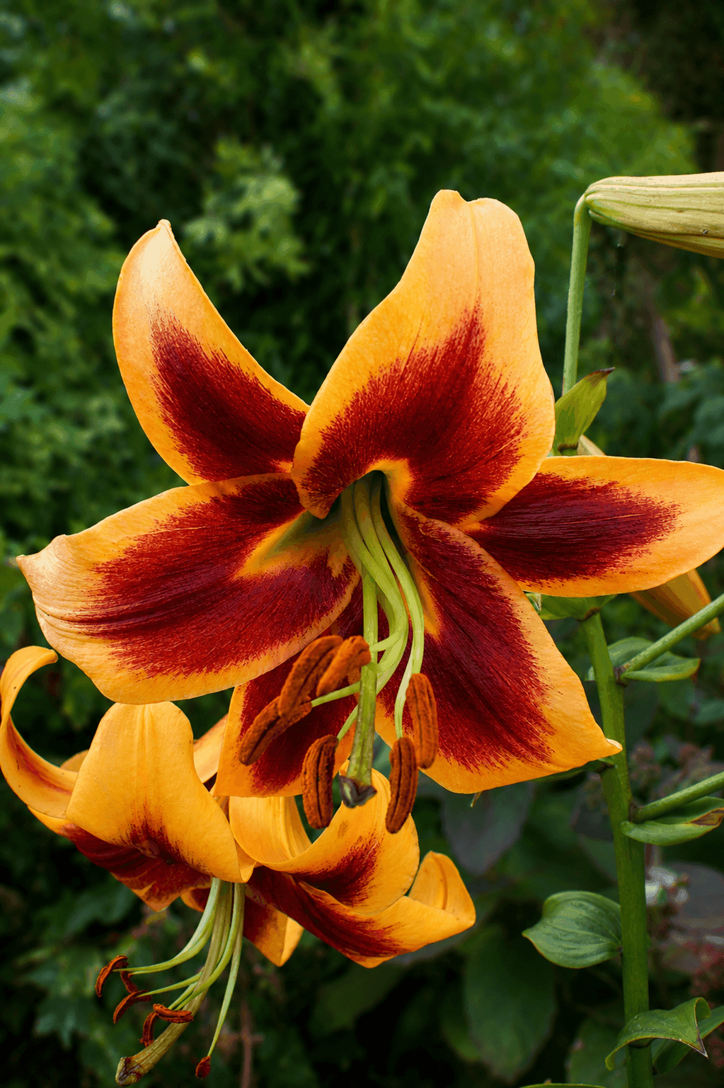 Lilium Red Morning
