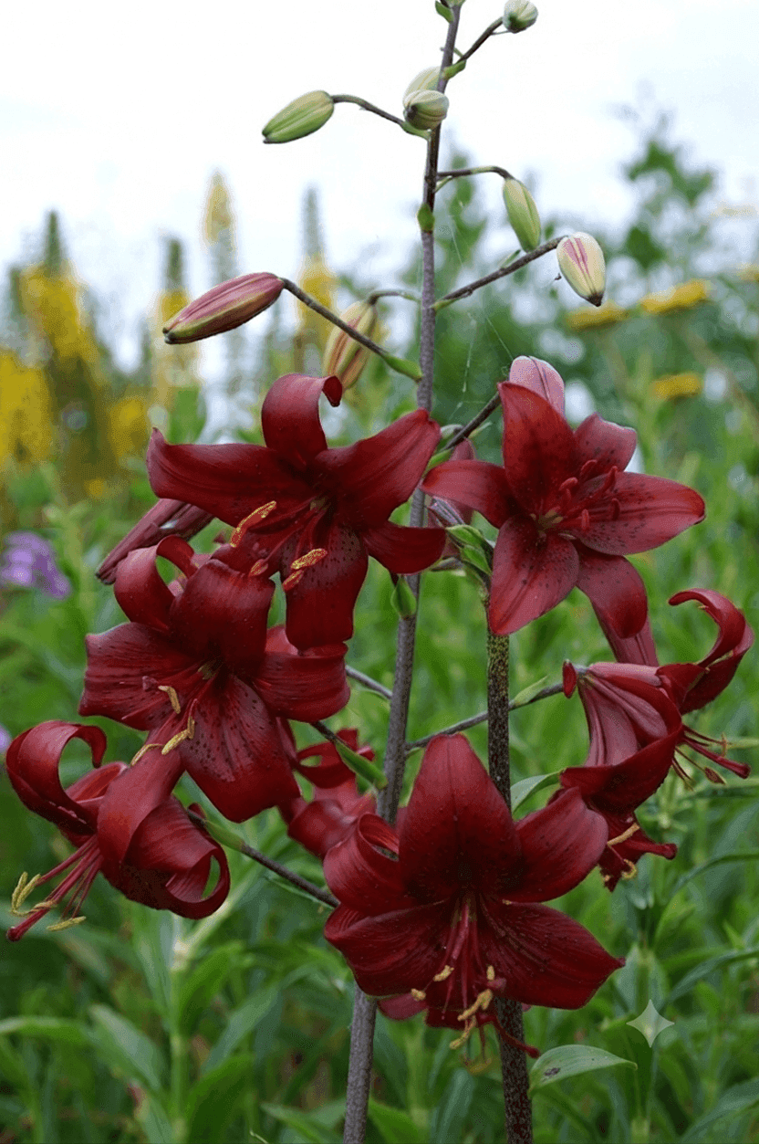 Lilium Red Velvet