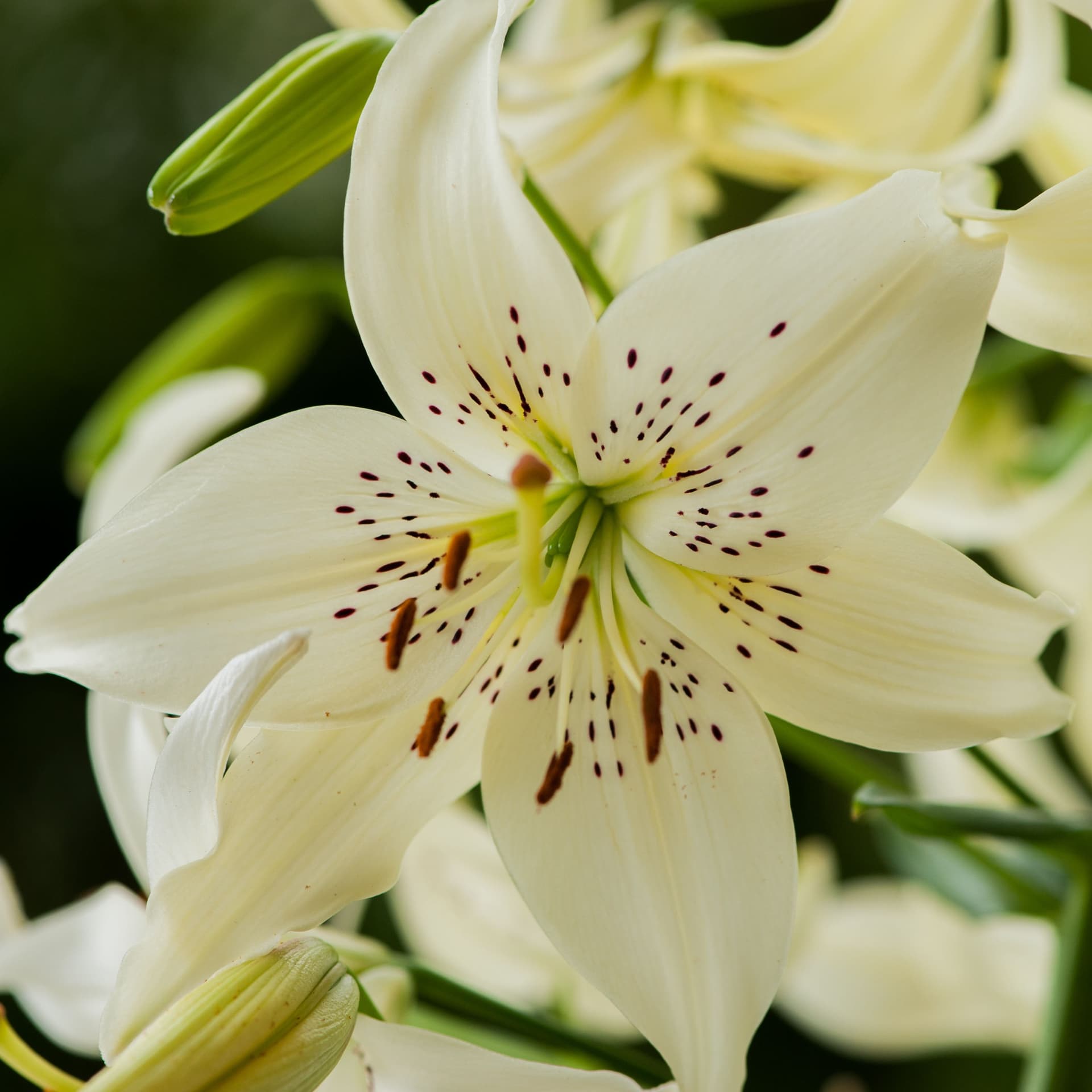 Lilium Sweet Surrender