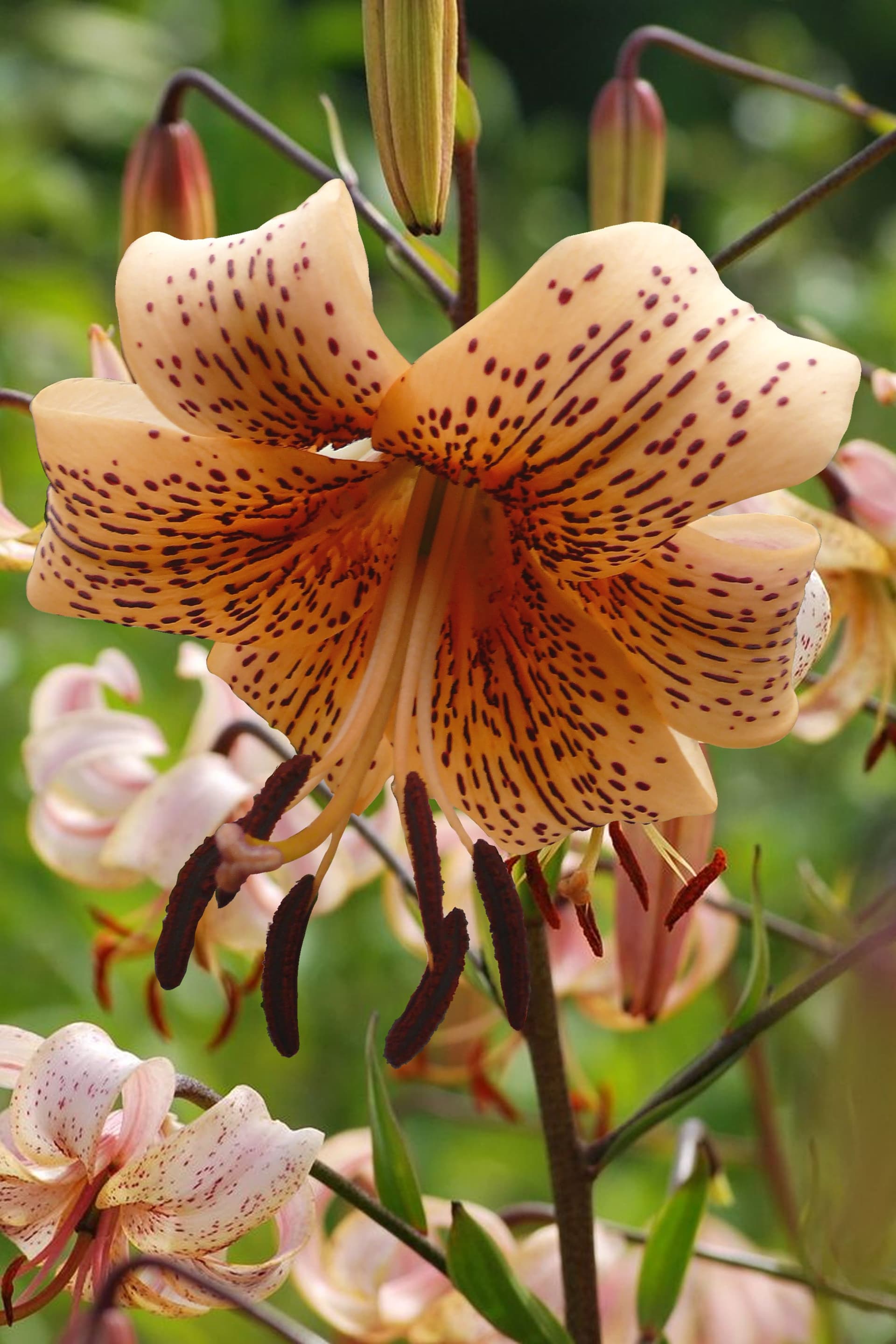 Lilium Tiger Babies