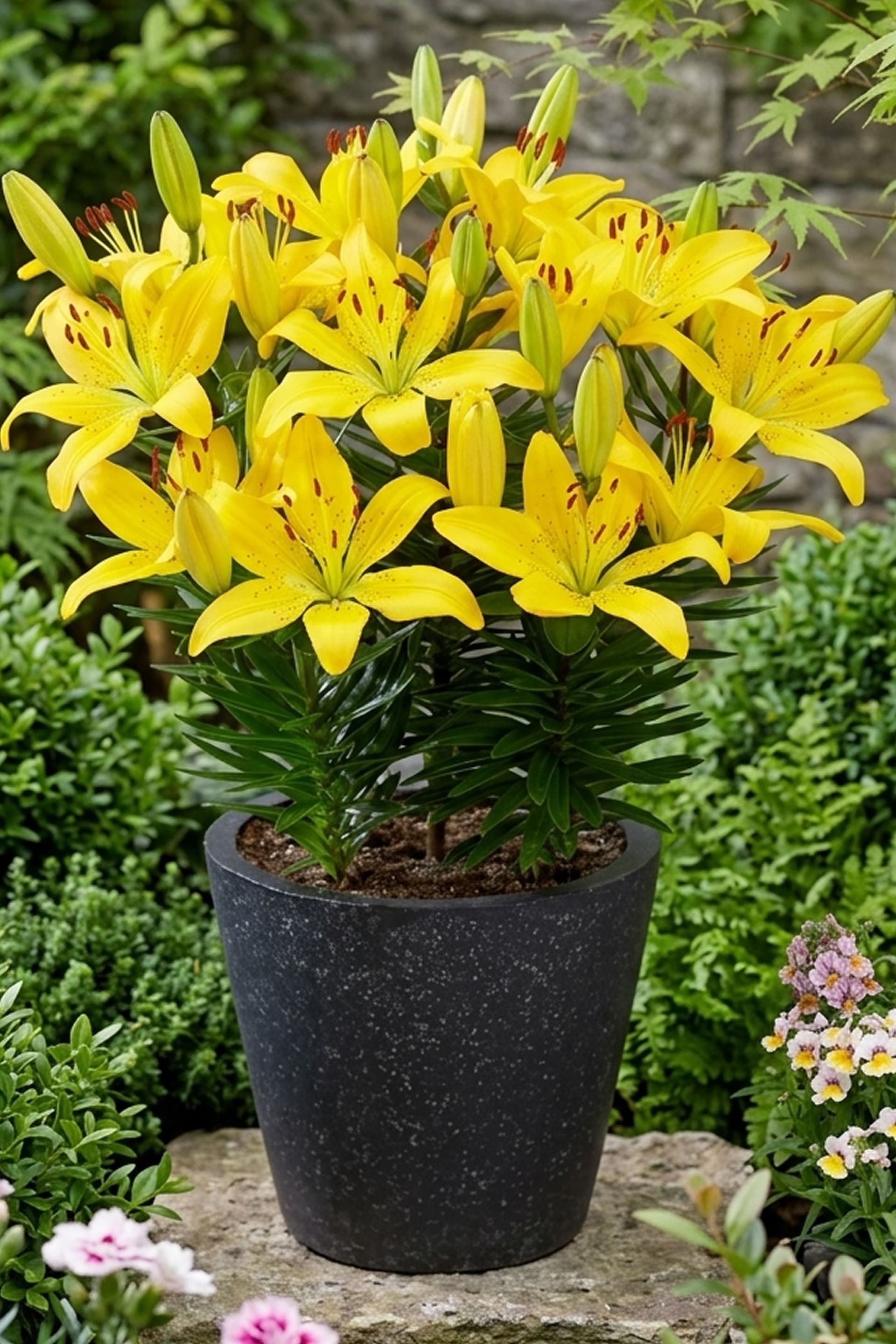 Lilium Golden Matrix