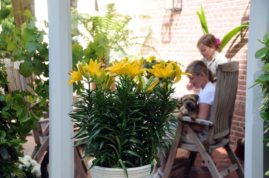 Het is nu het moment om lelie bollen te planten in de tuin