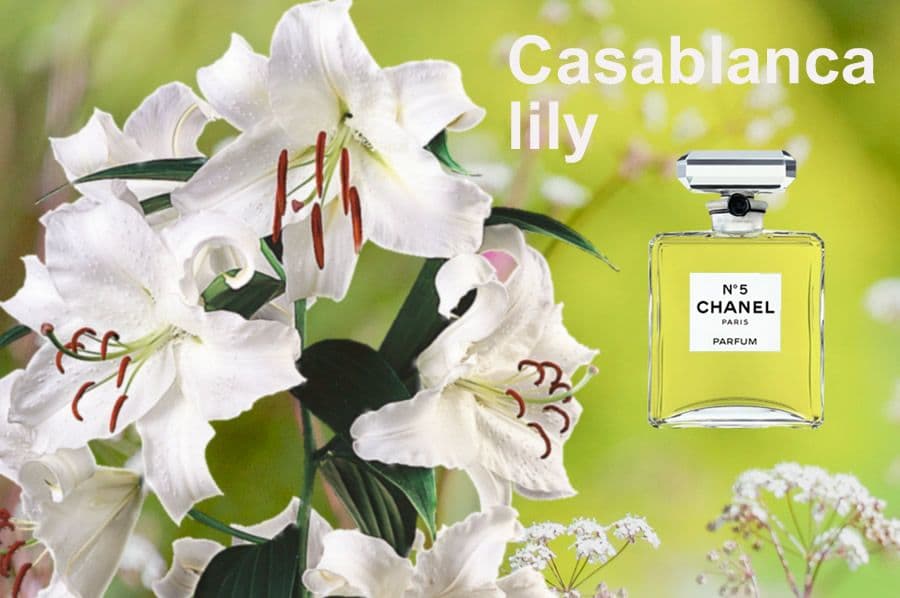 Populaire Lelie soorten in Top Parfums