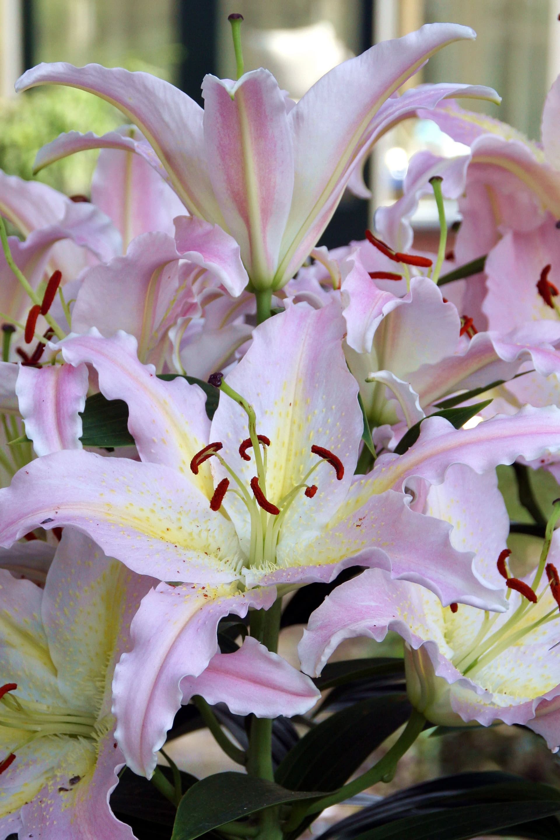 Lilium Bamako