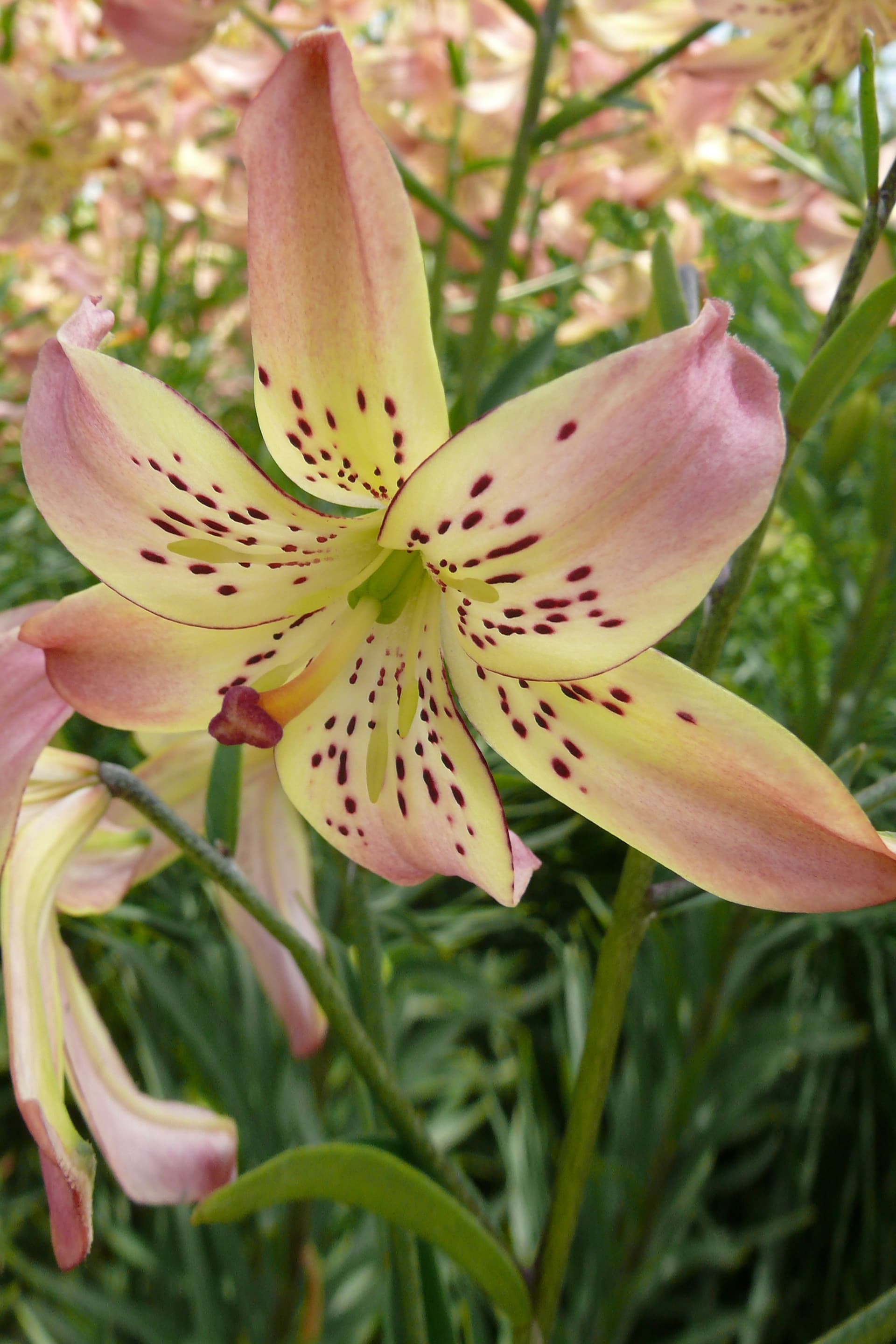 Lilium Corsage