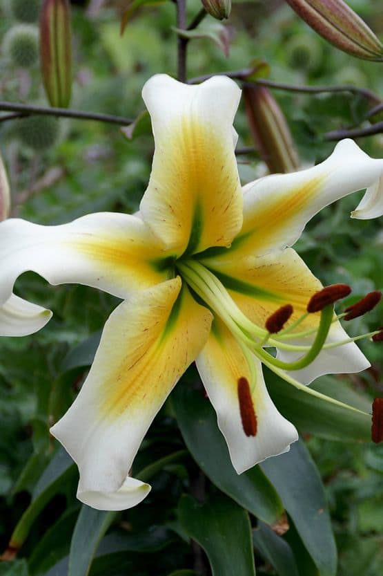 Lilium Mister Pistache