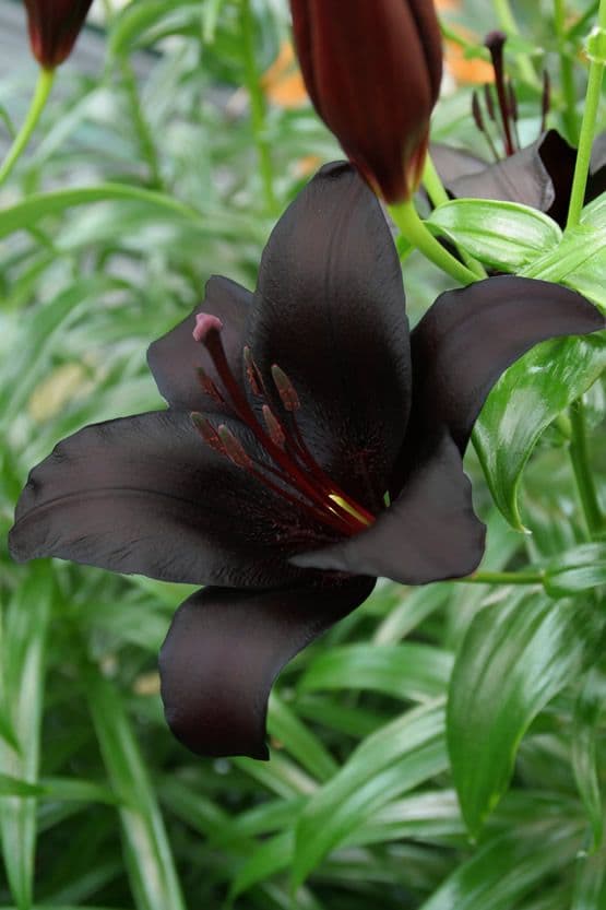 Lilium Nightrider