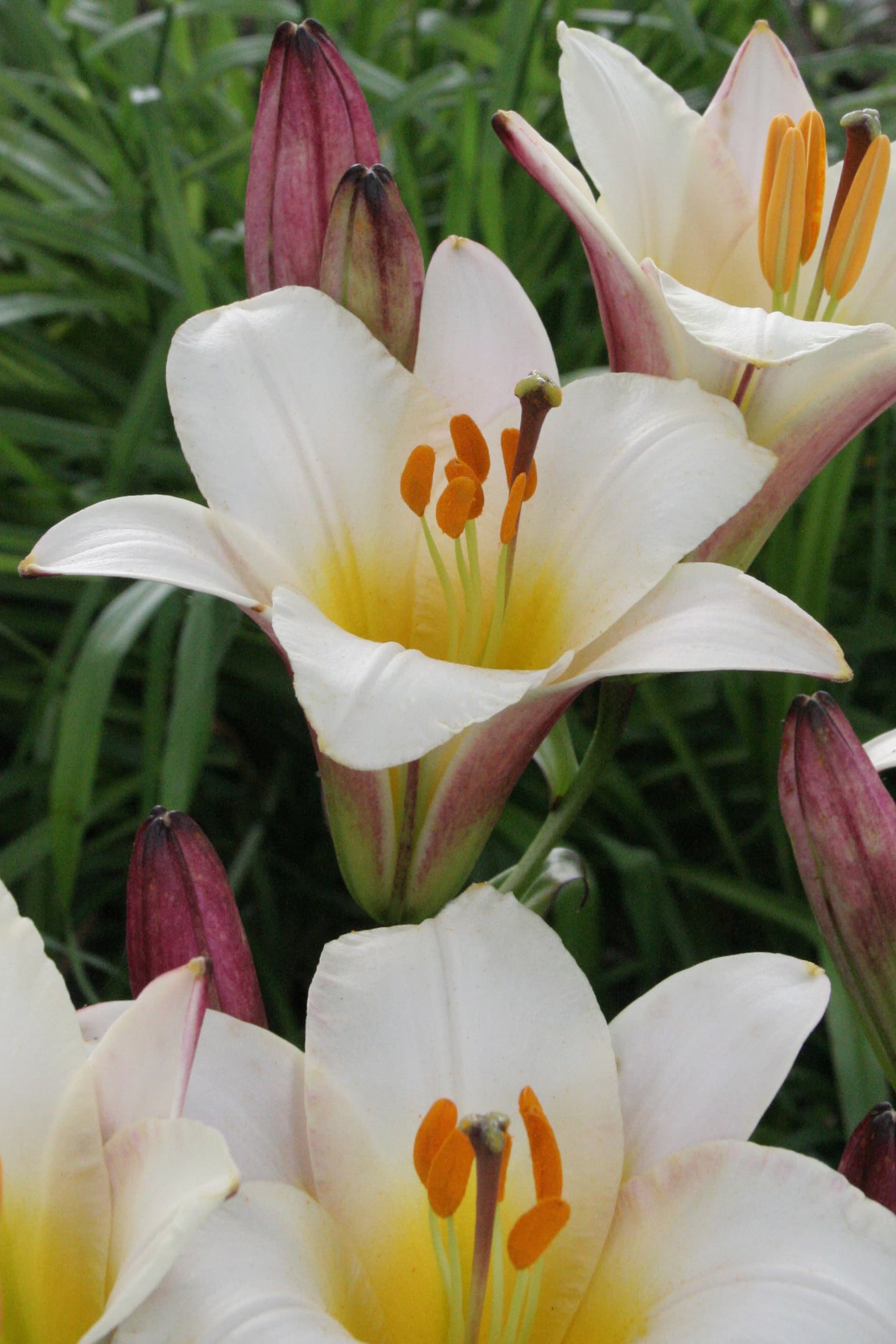 Lilium White Planet